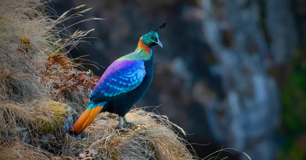 Les oiseaux de l'Himalaya : Guide pour les passionnés d'ornithologie