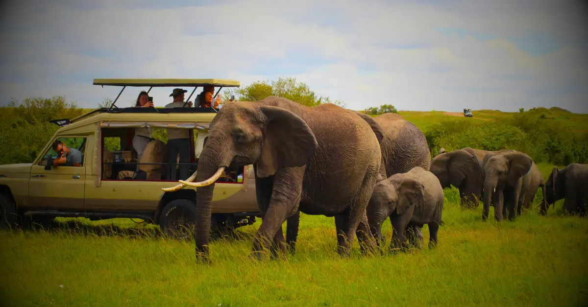 Safari au Kruger afrique du sud