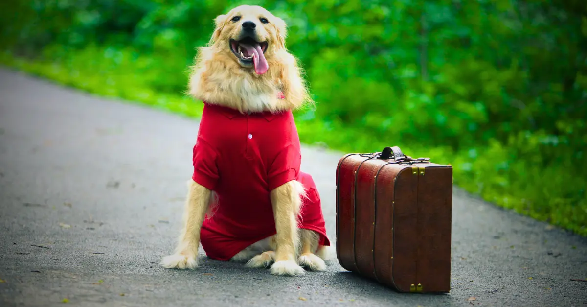 Voyager au Népal avec son propre chien : Formalités vétérinaires