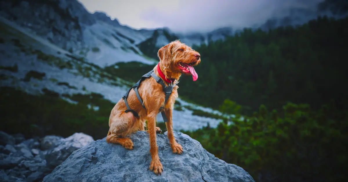 Traveling to Nepal with a dog