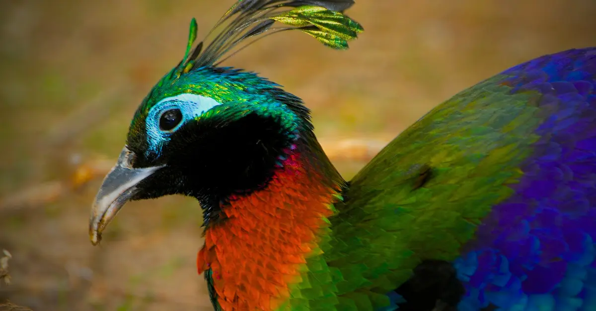 monal del Himalaya