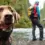 Trekking avec chien : 7 conseils essentiels pour partir sereinement