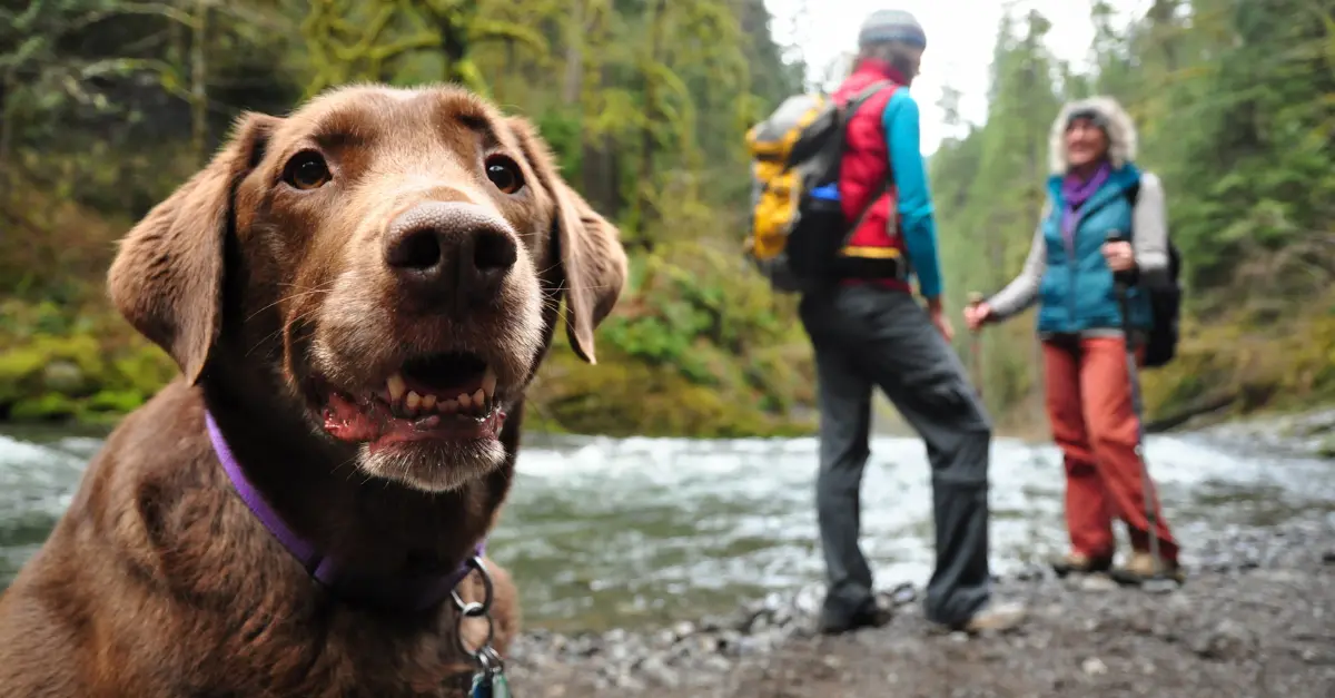 Trekking avec chien : 7 conseils essentiels pour partir sereinement