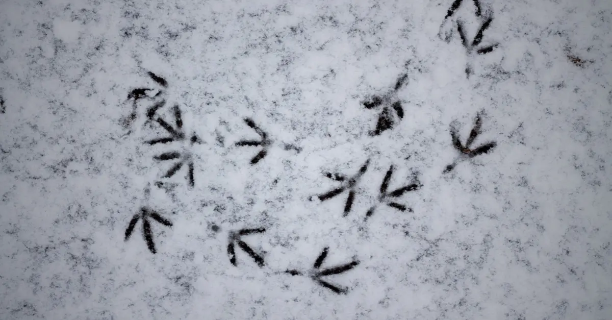 Pistage d’animaux dans la neige
