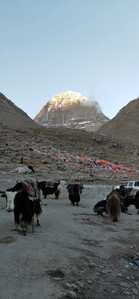yak Mont Kailash