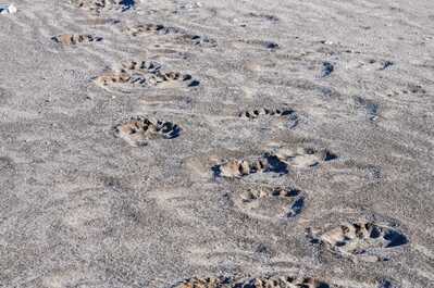 traces Scoresby groenland (1)